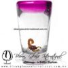 Tequilero Cónico con Escorpión y borde de Color Pintado Rosa Mexicano Fiusha Fucsia. Fábrica de Vidrio Soplado Artesanal, made in México - Blown Glass Factory Store Tonala, Handcraft, Handmade.